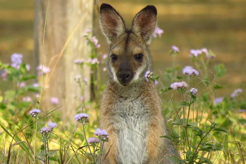 Byron Bay Wildlife Safari - Attractions 4