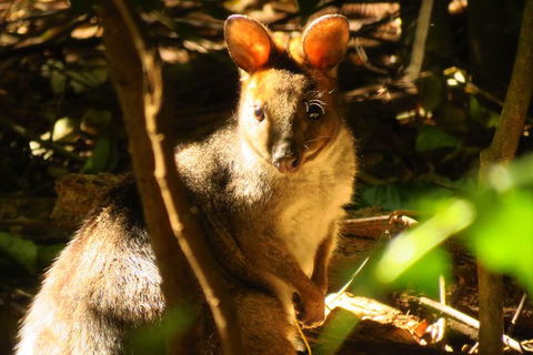 Byron Bay Wildlife Safari - Attractions 3