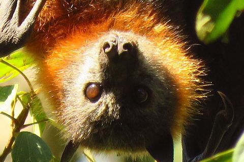 Byron Bay Wildlife Safari - Attractions 9