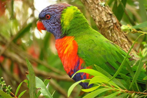 Byron Bay Wildlife Safari - Attractions 7
