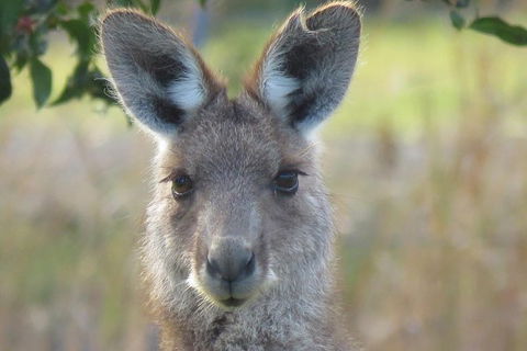Byron Bay Wildlife Safari - Attractions 11
