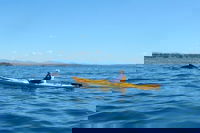 Whale Watching by Sea Kayak in Batemans Bay