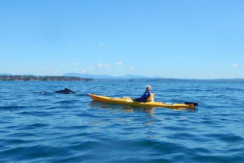 Whale Watching By Sea Kayak In Batemans Bay - Attractions 2