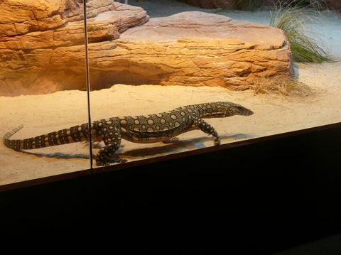WILD LIFE Sydney Entrance Ticket - Attractions 17