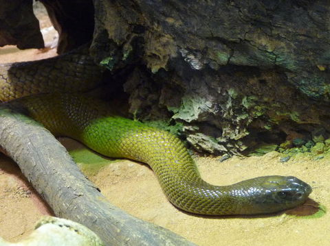 WILD LIFE Sydney Entrance Ticket - Attractions 8