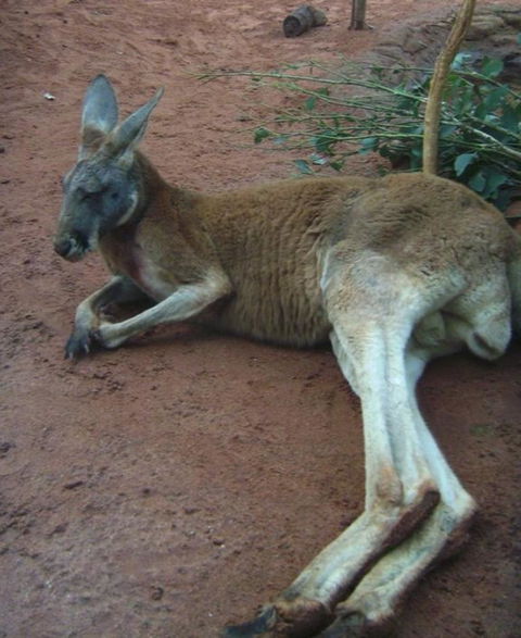 WILD LIFE Sydney Entrance Ticket - Attractions 13