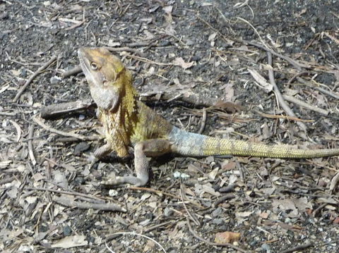 WILD LIFE Sydney Entrance Ticket - Attractions 9