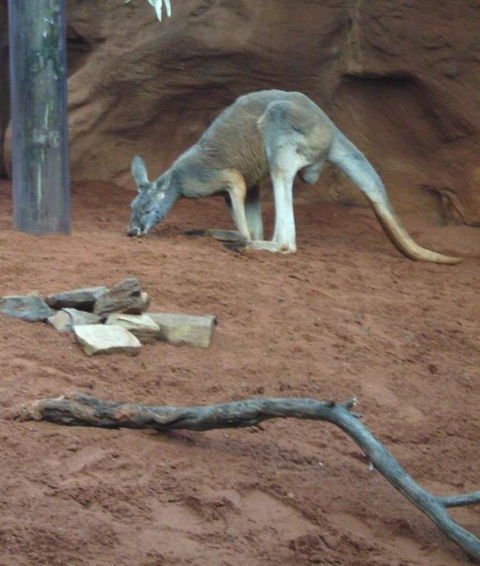 WILD LIFE Sydney Entrance Ticket - Attractions 14