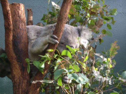 WILD LIFE Sydney Entrance Ticket - Attractions 16
