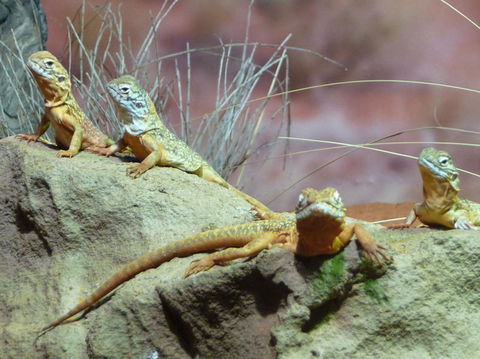 WILD LIFE Sydney Entrance Ticket - Attractions 7