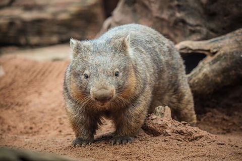 WILD LIFE Sydney Entrance Ticket - Attractions 20