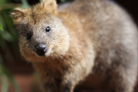 WILD LIFE Sydney Entrance Ticket - Attractions 23