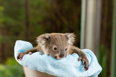 WILD LIFE Sydney Entrance Ticket - Attractions 25