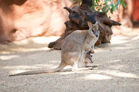 WILD LIFE Sydney Entrance Ticket - Attractions 21