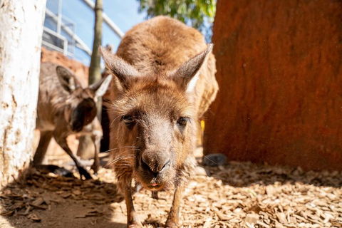 WILD LIFE Sydney Entrance Ticket - Attractions 24