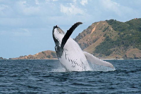 Byron Bay Whale Watching Cruise - Attractions 1