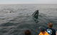 Byron Bay Whale Watching Cruise - thumb 12