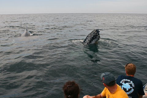 Byron Bay Whale Watching Cruise - Attractions 12