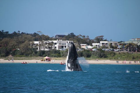 Byron Bay Whale Watching Cruise - Attractions 11