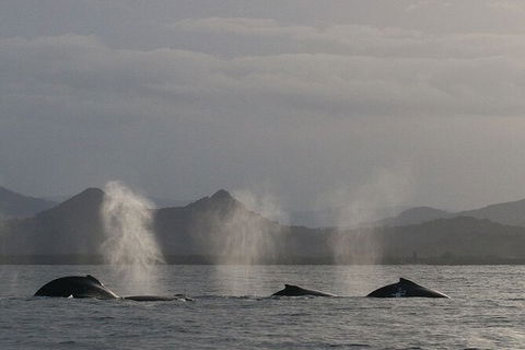 Byron Bay Whale Watching Cruise - Attractions 6