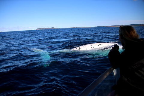 Byron Bay Whale Watching Cruise - Attractions 8
