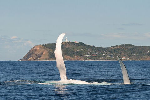 Byron Bay Whale Watching Cruise - Attractions 4