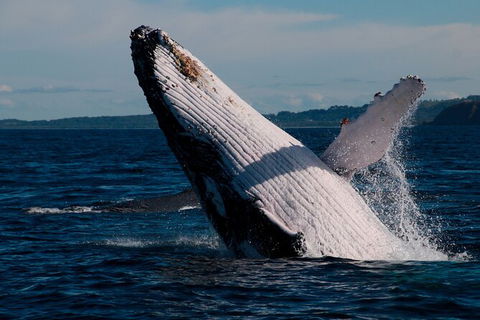 Byron Bay Whale Watching Cruise - Attractions 5