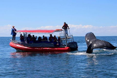 Byron Bay Whale Watching Cruise - Attractions 2