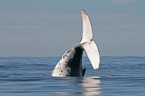 Byron Bay Whale Watching Cruise - Attractions 3