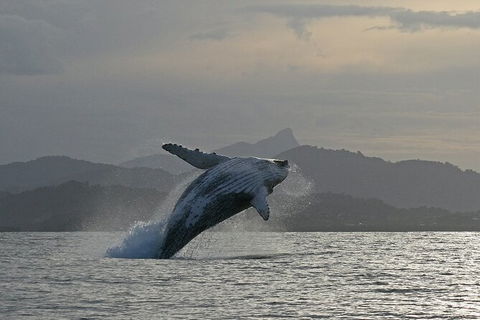 Byron Bay Whale Watching Cruise - Attractions 10