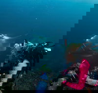 5-Hour Byron Bay Introductory Scuba Diving Tour - Attractions