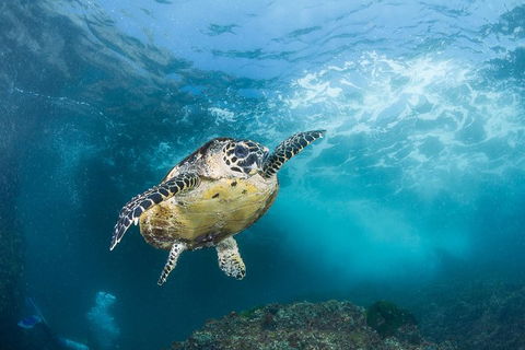 5-Hour Byron Bay Introductory Scuba Diving Tour - Attractions 7