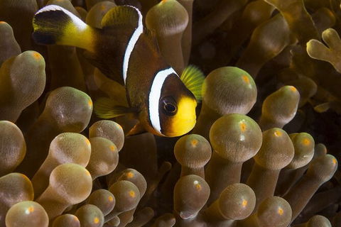 5-Hour Byron Bay Introductory Scuba Diving Tour - Attractions 3
