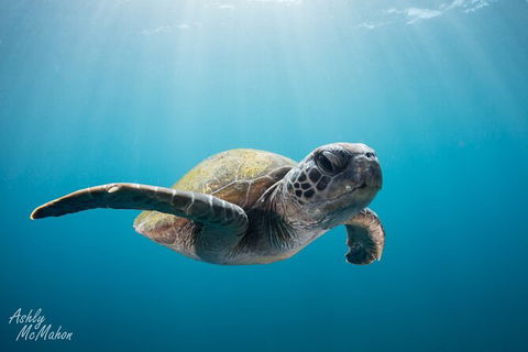 5-Hour Byron Bay Introductory Scuba Diving Tour - Attractions 9