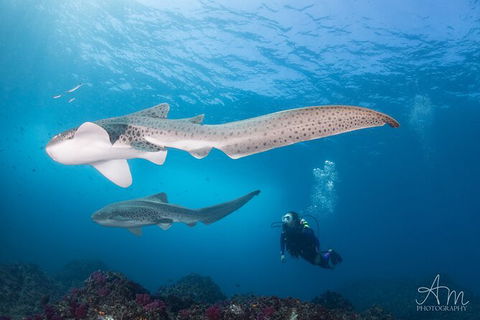 5-Hour Byron Bay Introductory Scuba Diving Tour - Attractions 6
