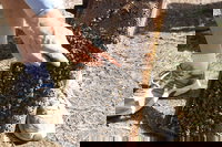 Bees on Keswick Island