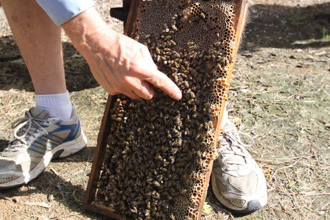 Bees On Keswick Island - Attractions 0