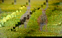 Bordertown Wildlife Park