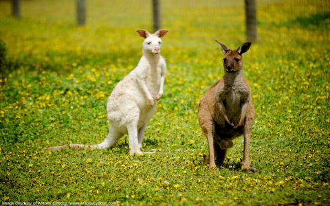 Bordertown Wildlife Park - Attractions 0