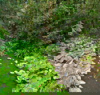 Brindle Creek Walking Track - Attractions