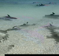 Dolphins of Monkey Mia - Attractions