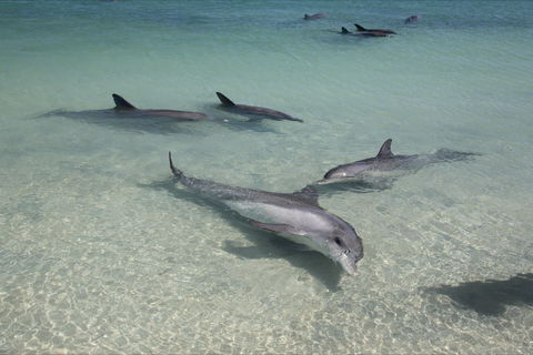 Dolphins Of Monkey Mia - Attractions 0