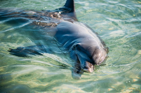 Dolphins Of Monkey Mia - Attractions 1