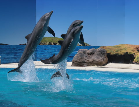 Dolphin Marine Conservation Park - Attractions Las Vegas 0
