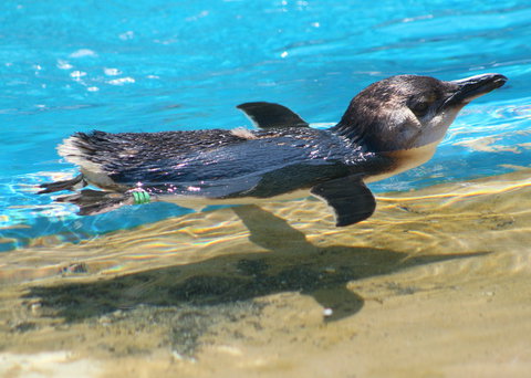 Dolphin Marine Conservation Park - Attractions Las Vegas 2