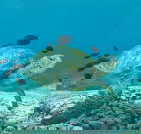Flinders Reef Dive Site - Attractions