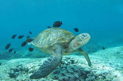 Flinders Reef Dive Site - Attractions 0