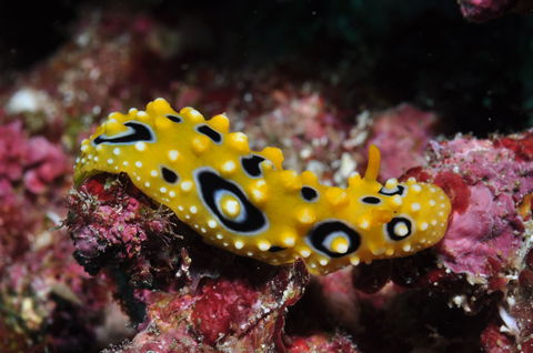 Flinders Reef Dive Site - Attractions 1