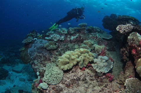 Flinders Reef Dive Site - Attractions 2