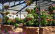 Geelong Botanic Gardens - thumb 1